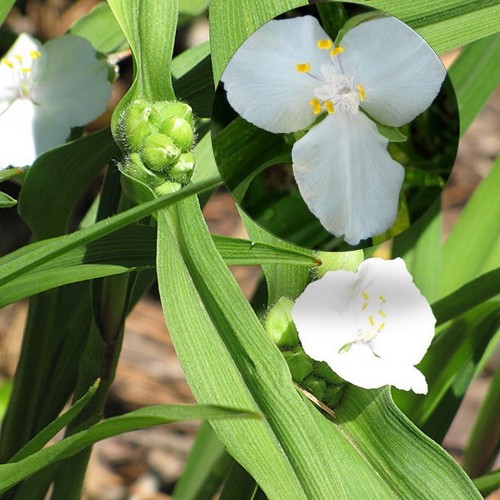 Tradescantia × andersoniana 'Alba' - Andersoni tradeskantsia 'Alba'
